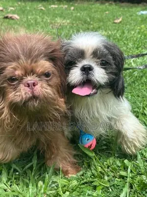 Shih Tzu Puppies