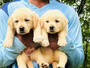 Labrador Puppies