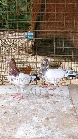 Pigeons