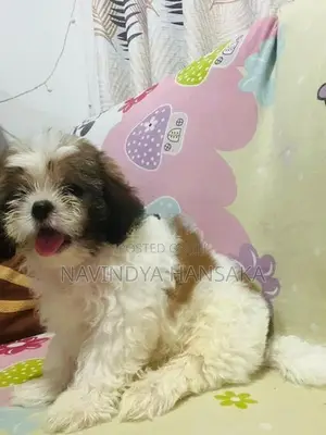 Shih Tzu Puppy