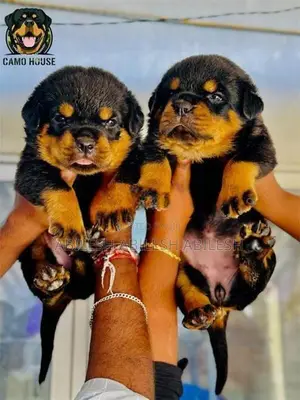 Rottweiler