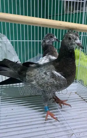 Timing Pigeon