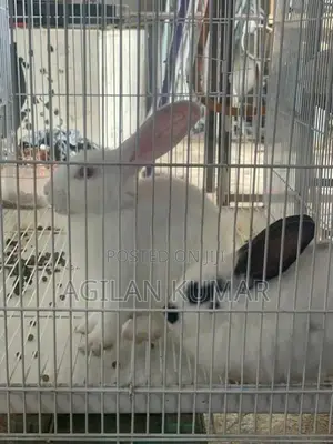 Rabbits