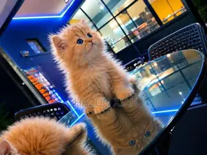 Persian Ginger fur balls