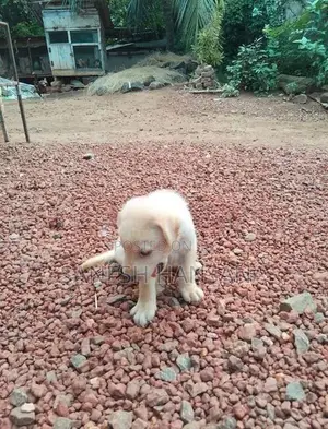 Labrador Dog