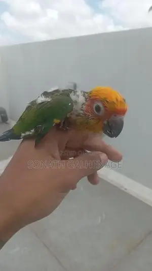 Hand Feeding Sun Conure Chicks