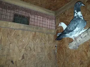 Pigeon