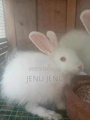 Angora Rabbit