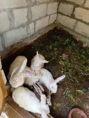 Rabbits