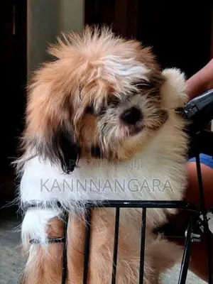 Shih Tzu Puppy