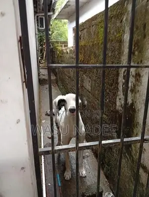 Great Dane Dog