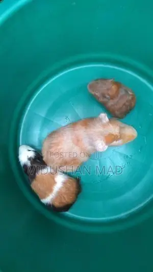 Guinea Pigs