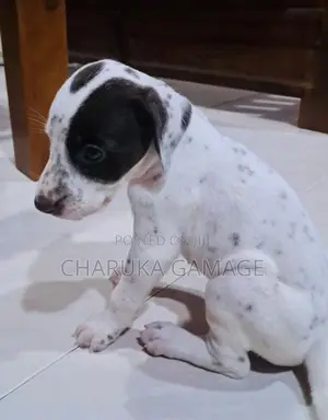Delmation Dog