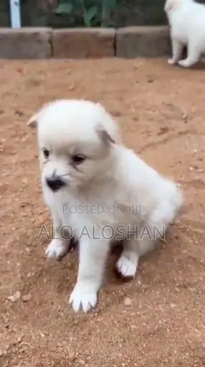 Lion Pomeranian Puppy