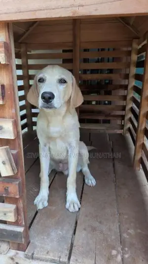 Labrador Puppy
