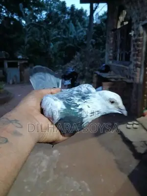 Indian Pigeons