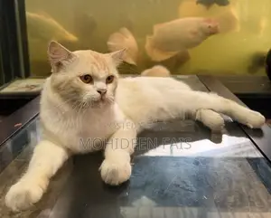 Persian Cat
