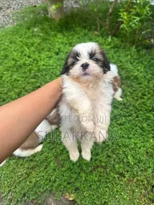Shih Tzu Puppies