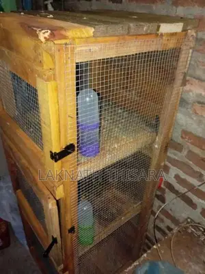 Pigeon Cage