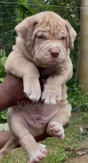 American Bully Puppies XL