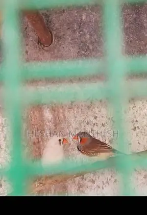 Finchers Birds