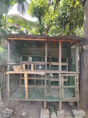 புறா கூடு