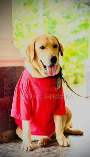 Labrador Retriever Dog