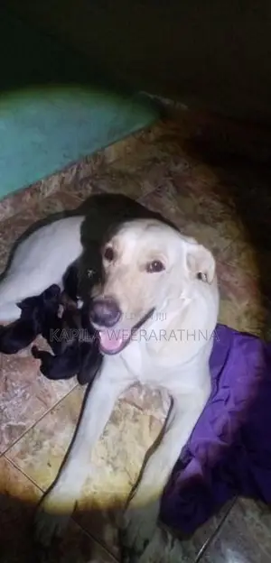 Labradog Pet Dog