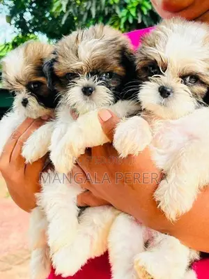 Shih Tzu Puppies