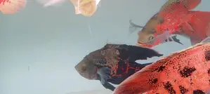 Oscar Fish