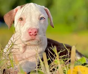 American Bully Puppies