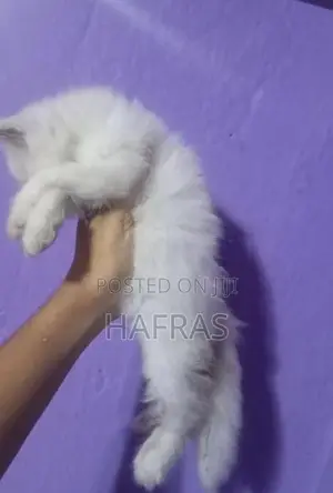 persian cats