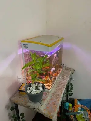Fish Tank