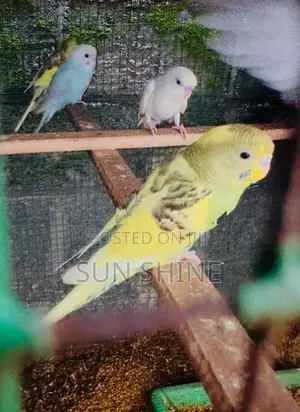 Love Birds
