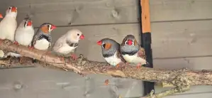 Zebra Finch