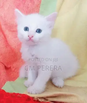 Turkish Angora cats