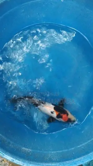 japanese koi fish