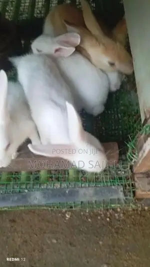 Rabbit
