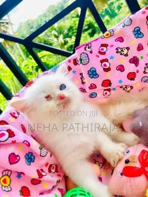 Persian kitten
