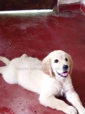 Champion Line Golden Retriever Puppies