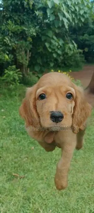 Cocker Spaniel Puppies