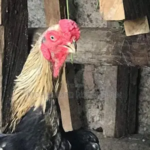 Parrot Beak Rooster