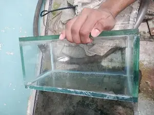 Glass Fish Tanks