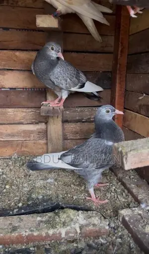 Pigeons