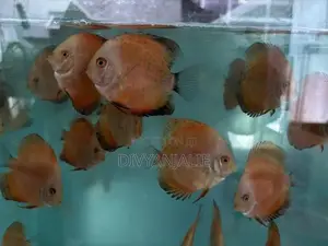 Red Discus Fish