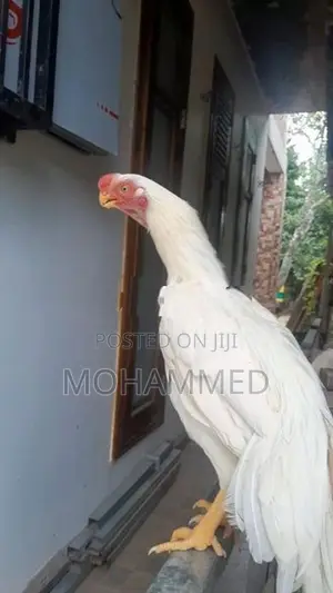 Parrot Beak Rooster