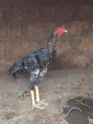 Velladiyan Rooster