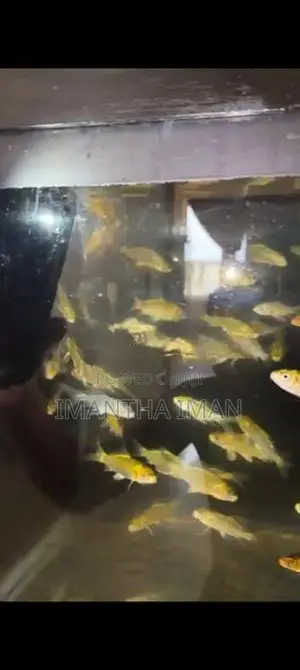 Carf Fish