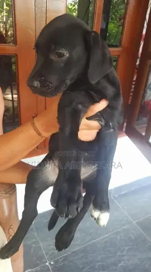 Labrado Puppies