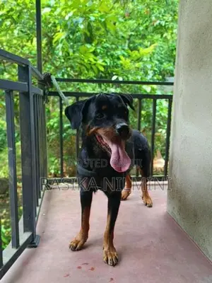රොටිවයිලර් ගැහැනු